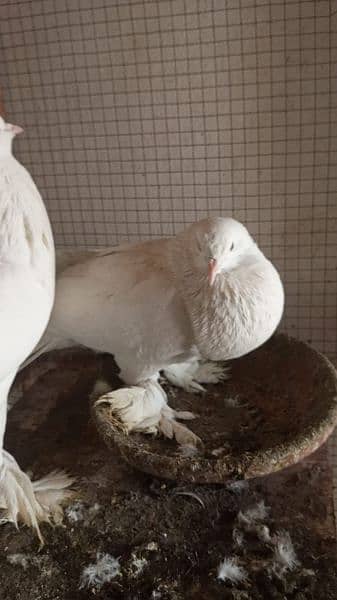 pigeon |fantail | pouter|  danish fancy pigeons for sale 15