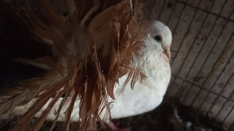 pigeon |fantail | pouter|  danish fancy pigeons for sale 17