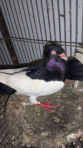 pigeon |fantail | pouter|  danish fancy pigeons for sale 18