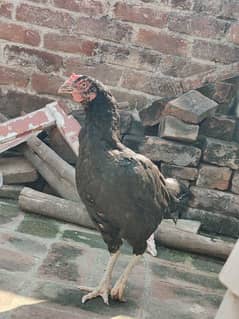 Black Aseel / Bangum / pakistani / Murgia /  hens / sale