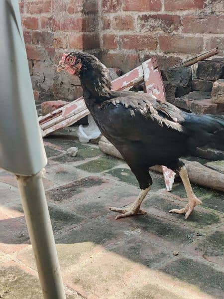 Black Aseel / Bangum / pakistani / Murgia /  hens / sale 1