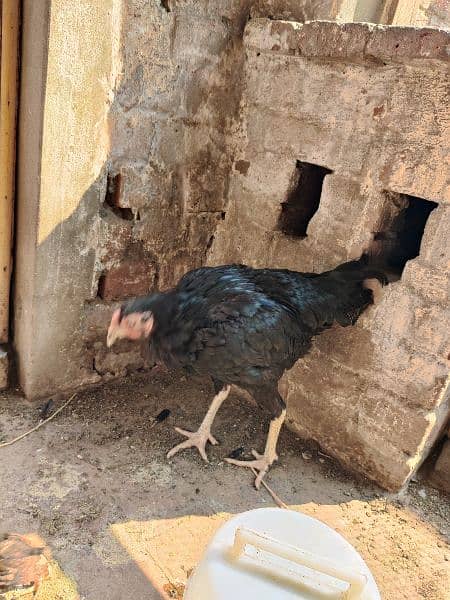 Black Aseel / Bangum / pakistani / Murgia /  hens / sale 4