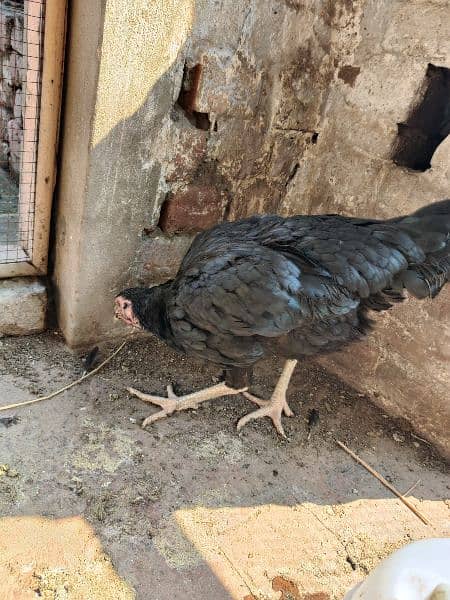 Black Aseel / Bangum / pakistani / Murgia /  hens / sale 5