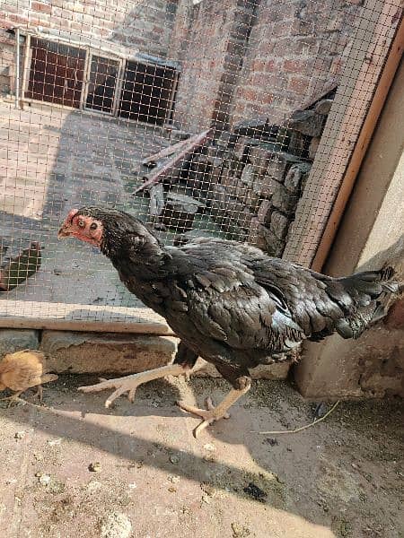 Black Aseel / Bangum / pakistani / Murgia /  hens / sale 6