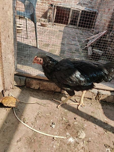 Black Aseel / Bangum / pakistani / Murgia /  hens / sale 7