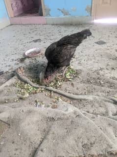 shajra female with 2 chicks. shajra male . muska madi