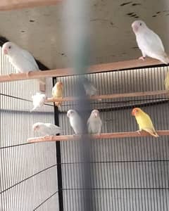 Albino Red eye, parblue opaline, parblue ino , Cremino available