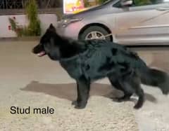 Pink pedigree solid black German Shepherd stud male