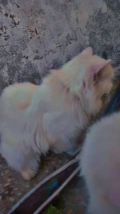 Pure Persian breed, Triple Coated, White female 1 and a half year old,