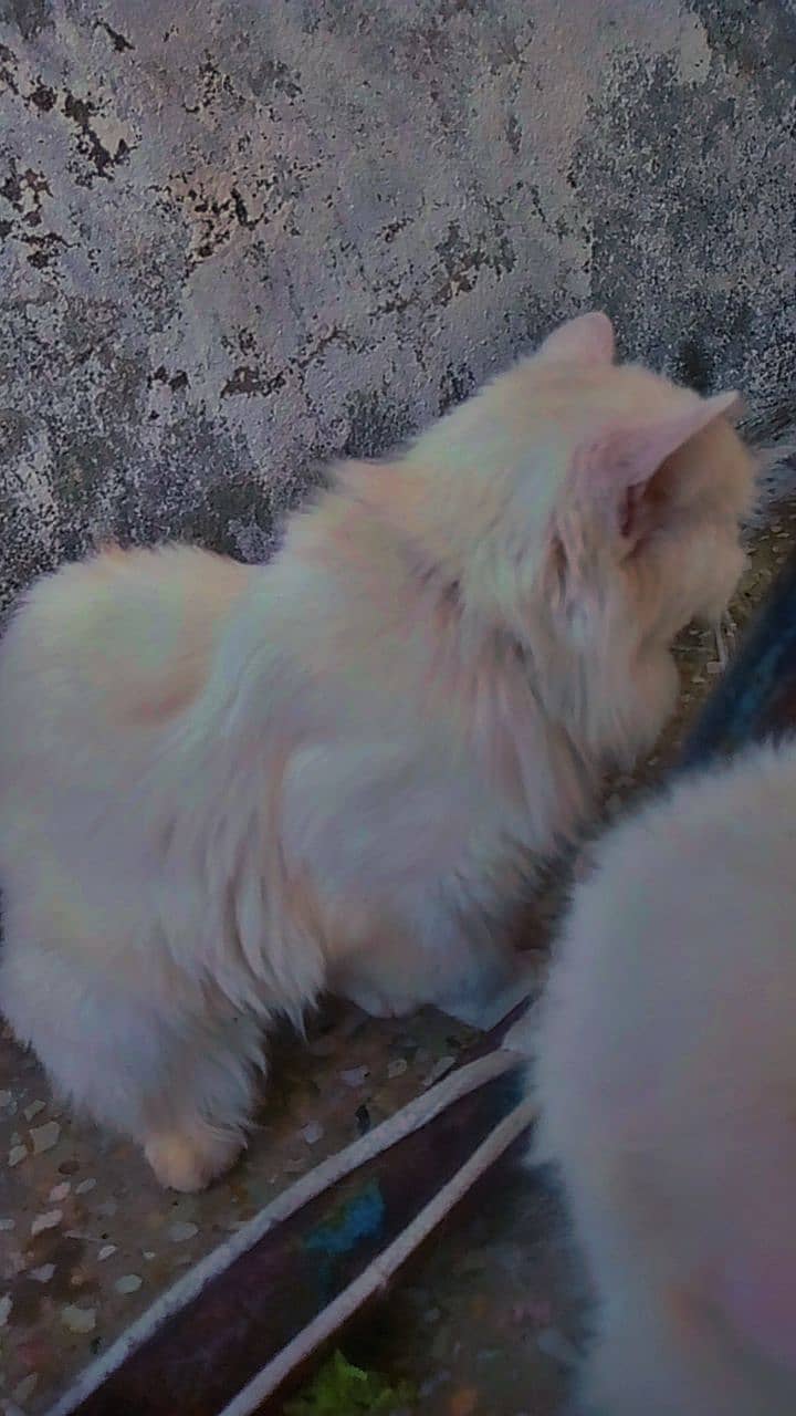 Pure Persian breed, Triple Coated, White female 1 and a half year old, 0