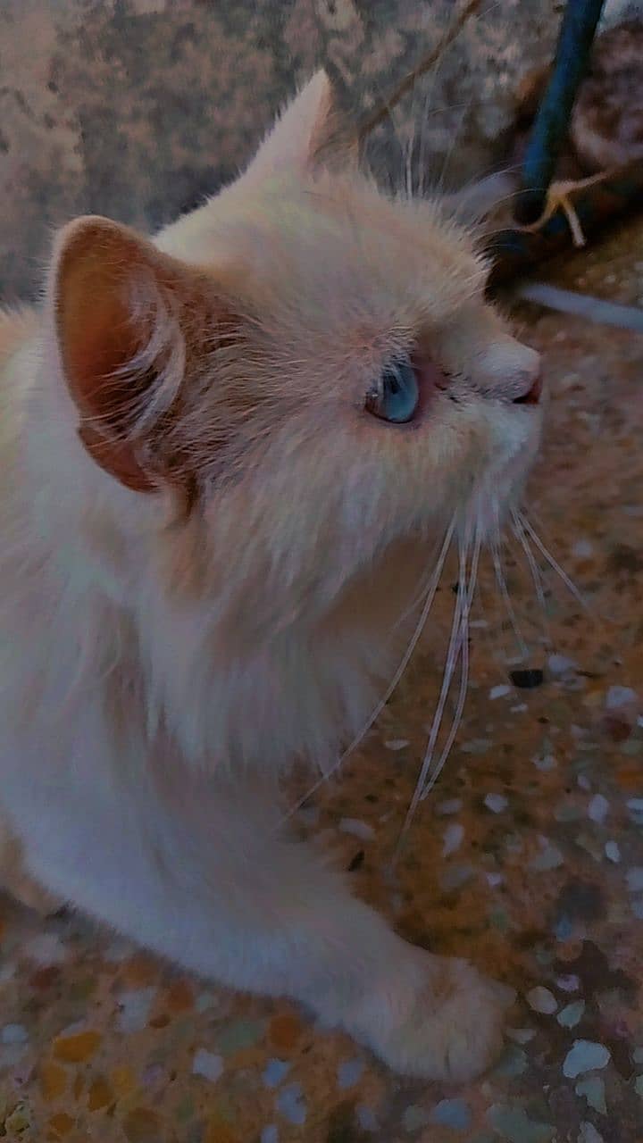 Pure Persian breed, Triple Coated, White female 1 and a half year old, 2