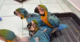 Blue macaw chicks Healthy active call number 03321707186