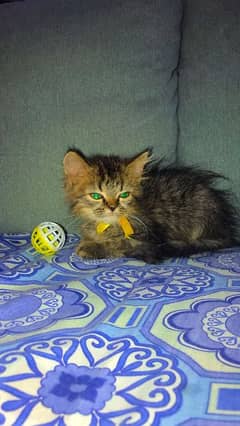 Persian kitten (female)