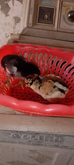 pure aseel chicks available for sale