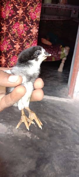 pure aseel chicks available for sale 2