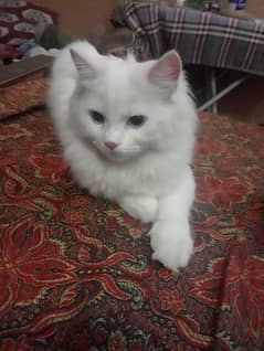 Persian kitten for sale.