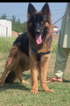 German shepherd Male Dog / Black Mask Long Coat Dog For Sale