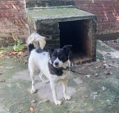 afghan kuchi female dog