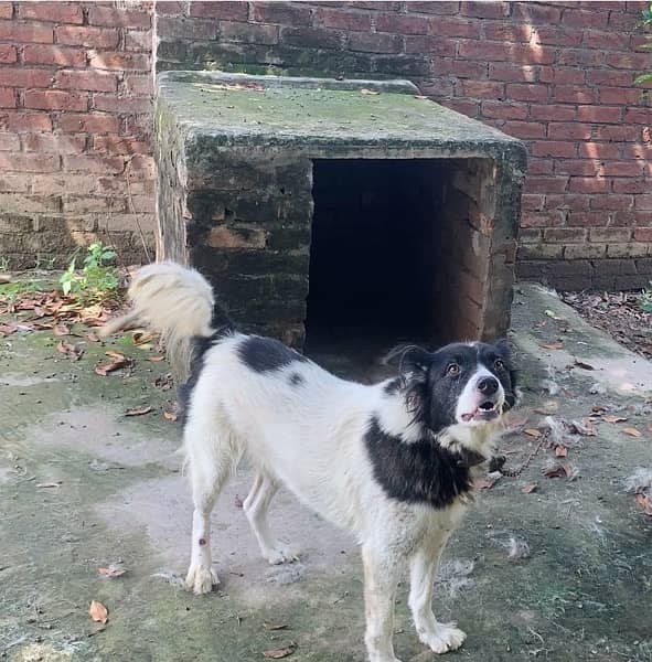 afghan kuchi female dog 1