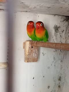 Love bird breeder pair For sale