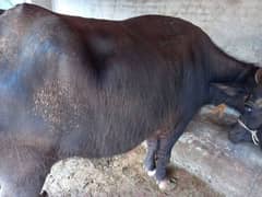 Buffalo for sell sony wali bhanse Valuable Addition to Your Livestock!