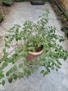 Six Bougainville on sale along with pot