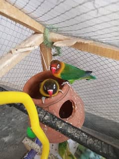 Beautiful Adult Love Birds Breeder pair for Sale