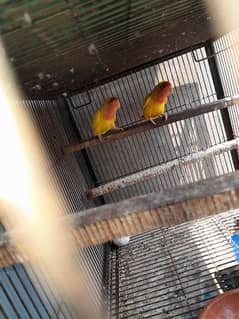 Common latino Breeder pair With eggs