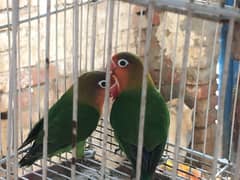 Green love bird’s /pair