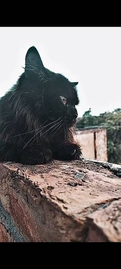 BEAUTIFUL BLACK PERSIAN SEMI FACE cat