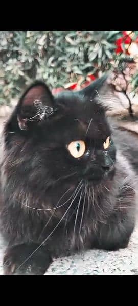 BEAUTIFUL BLACK PERSIAN SEMI FACE cat 1