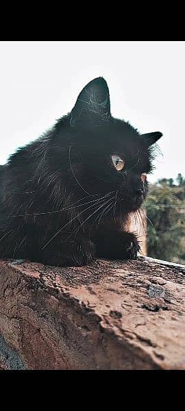 BEAUTIFUL BLACK PERSIAN SEMI FACE cat 2