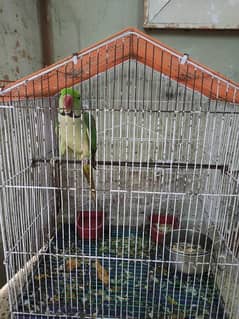 Green Parrot Healthy and Active