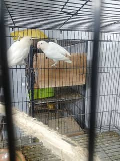 albino black eye breeder pair