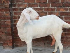 rajanpuri Goat for milk