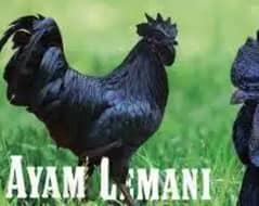 Ayan cemani fertile eggs for sale 500 per egg