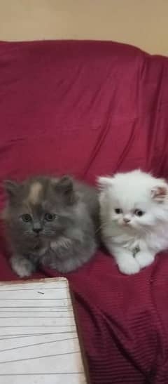 Long Coated Persian Male And Female