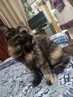 Persian Cat For sale