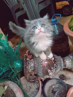 PERSIAN FEMALE KITTEN UNIQUE COLOR