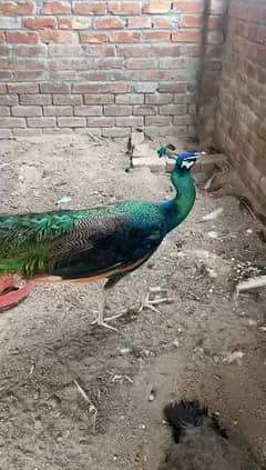 Green java peacock breeder male