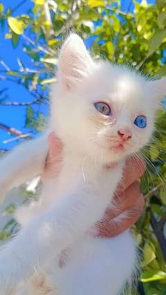 Beautiful Odd-Eyed Persian Kittens – 50 Days Old 0