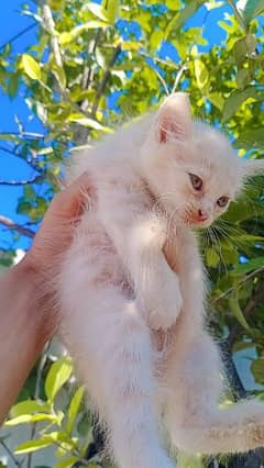 Beautiful Odd-Eyed Persian Kittens – 50 Days Old