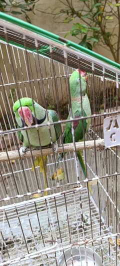 ALEXENDER RAW PARROTS MALE PAIR AWAILBLE  TALKING PAIR ONE HANDTAMED 0