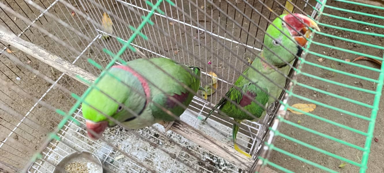 ALEXENDER RAW PARROTS MALE PAIR AWAILBLE  TALKING PAIR ONE HANDTAMED 1