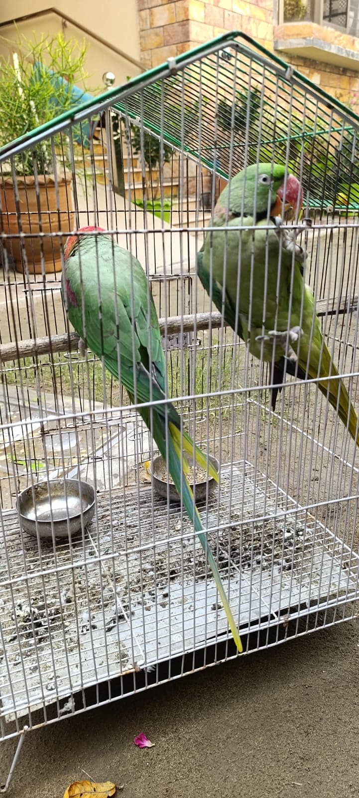 ALEXENDER RAW PARROTS MALE PAIR AWAILBLE  TALKING PAIR ONE HANDTAMED 5