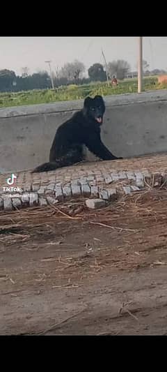 Black German shepherd