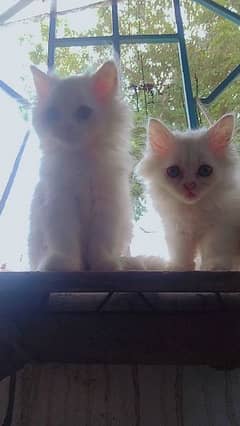 Persian kittens