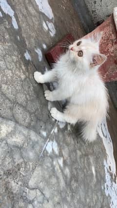 Persian kitten