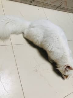 persian cat long coat ha full hairs ha vvip yellow eyes 0