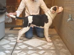 Amstaff Male puppy Available